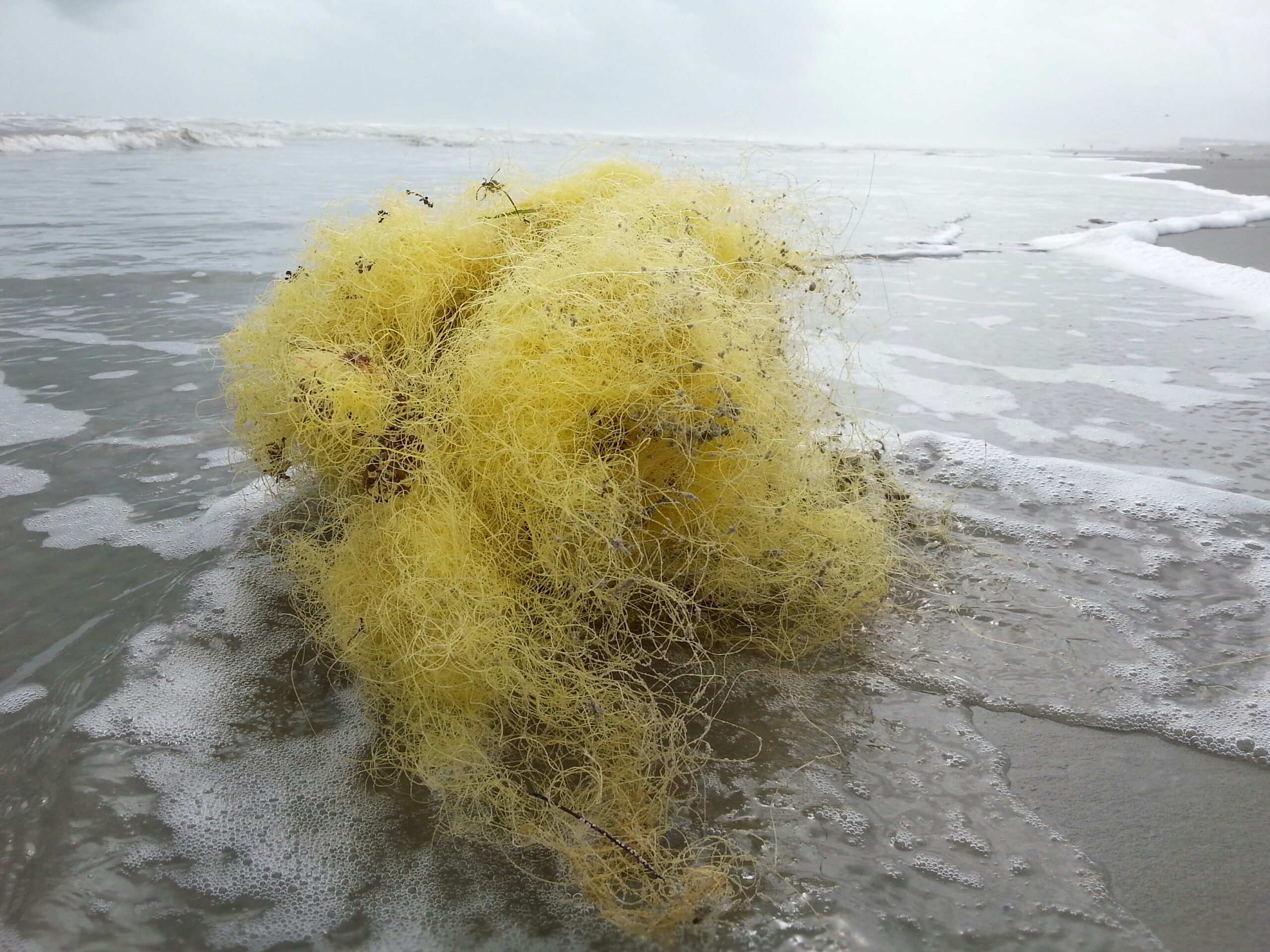 Le tridacne ora in pericolo critico. Crisi di estinzione per i giganti del mare