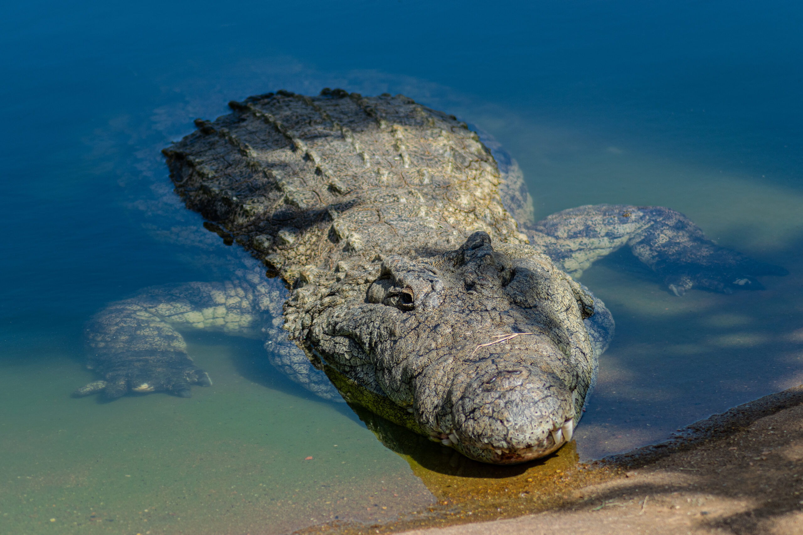 Cosa sappiamo su Deinosuchus, il re dei coccodrilli preistorici