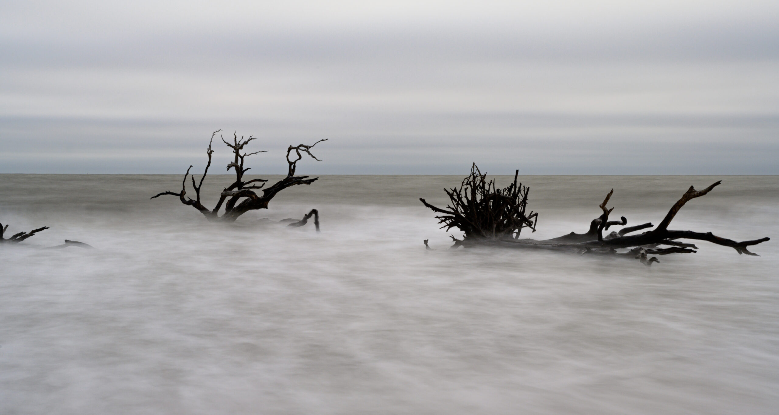 La diffusione inquietante delle foreste fantasma lungo la costa della Carolina del Nord