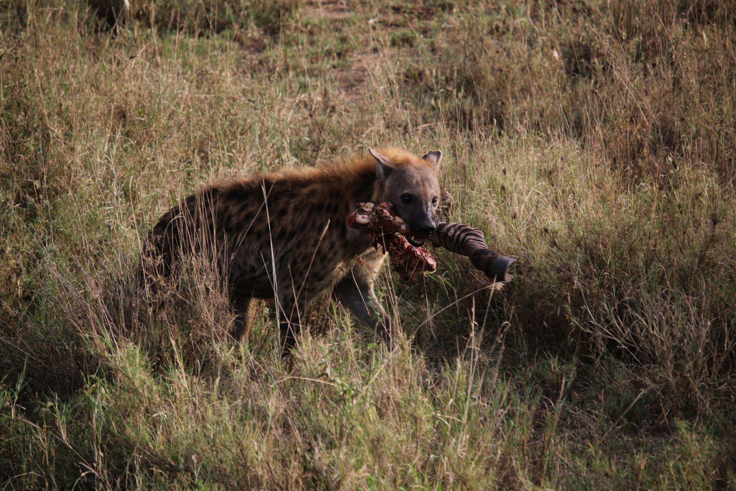 Il carnivoro più minacciato d’Africa esiste da oltre 1 milione di anni