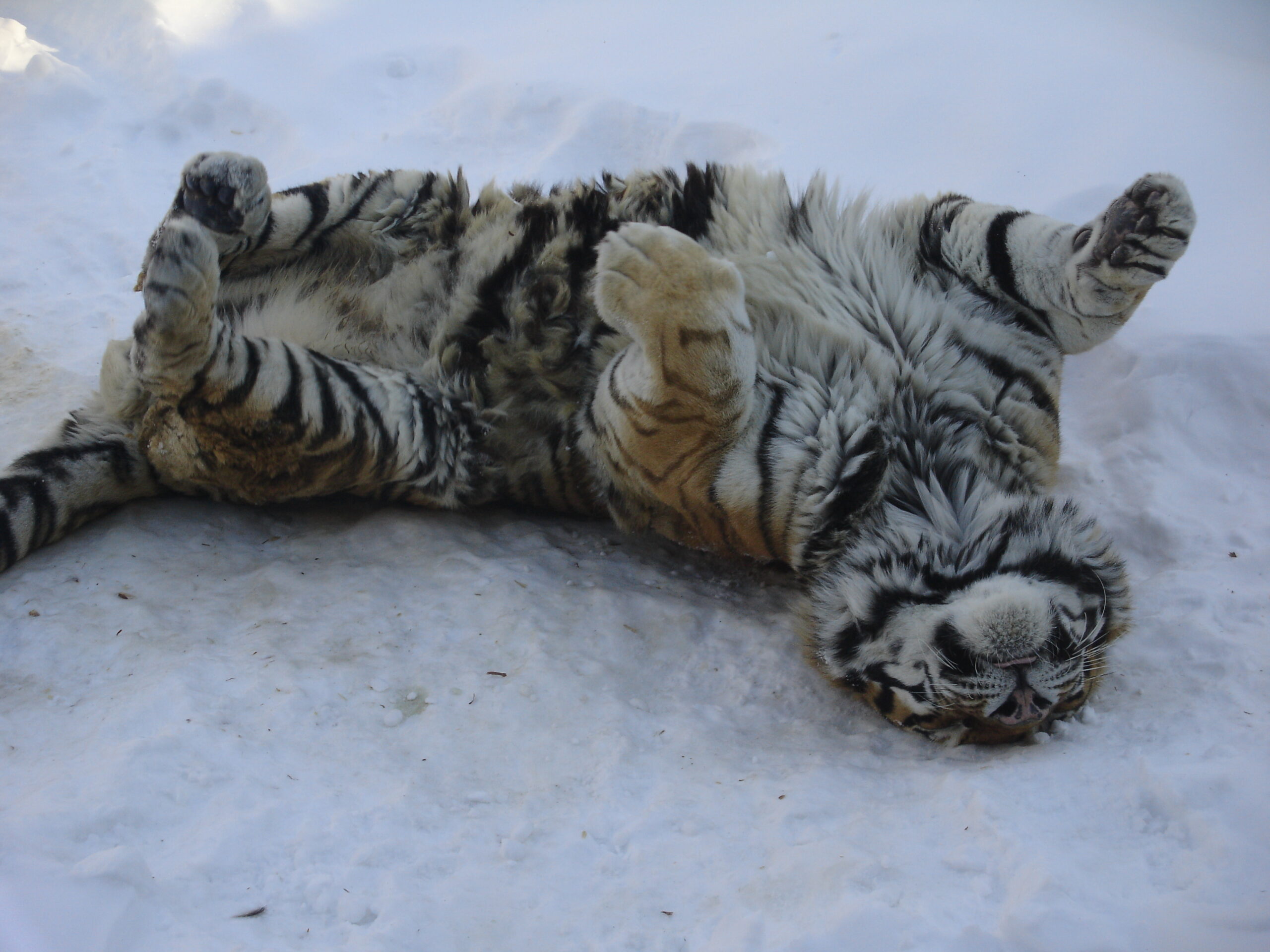 Ritrovato in Siberia cucciolo mummificato di tigre dai denti a sciabola con pelliccia intatta