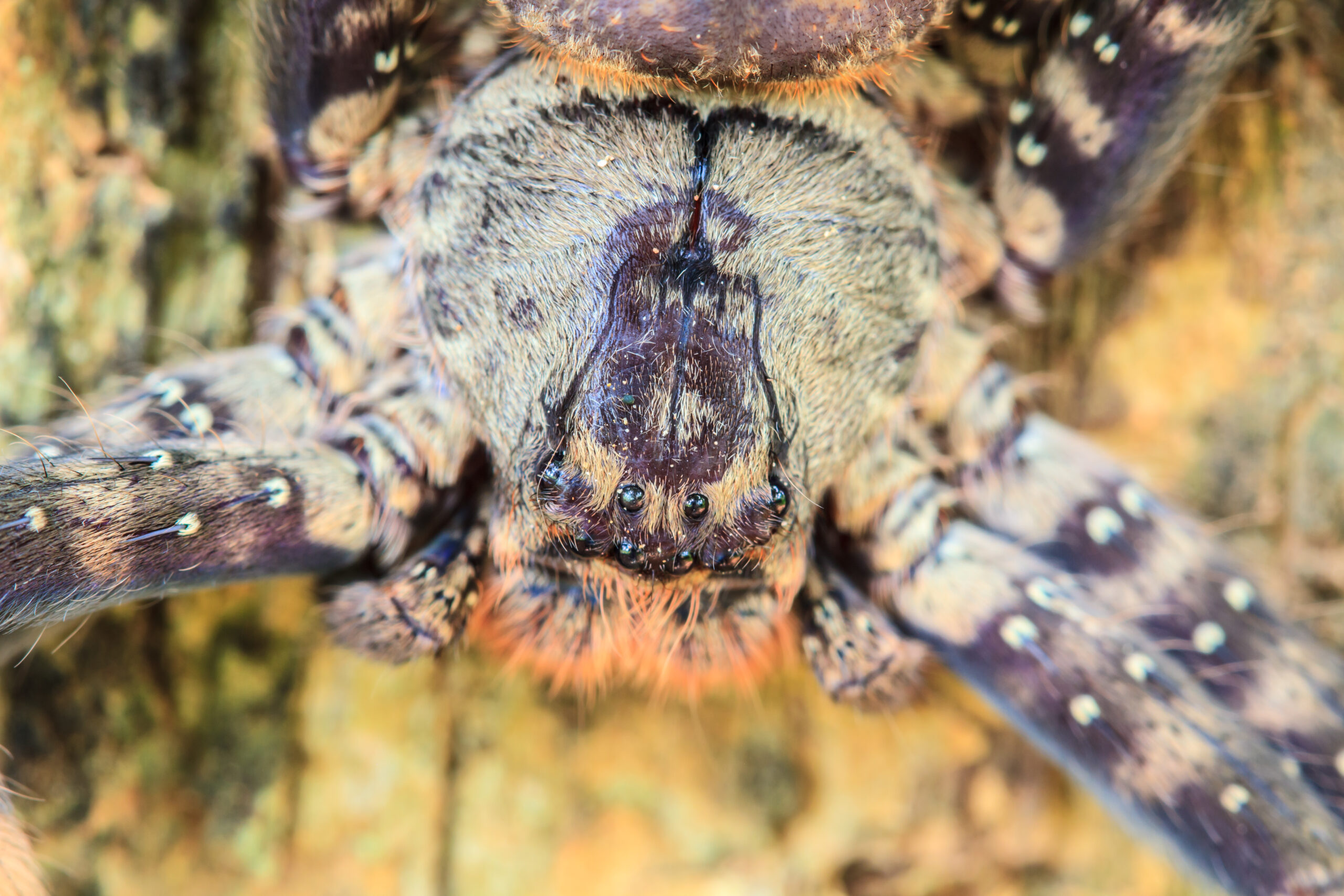 Fotografie ravvicinate: la straordinaria selezione del concorso con ragni lupo e pesci predatori