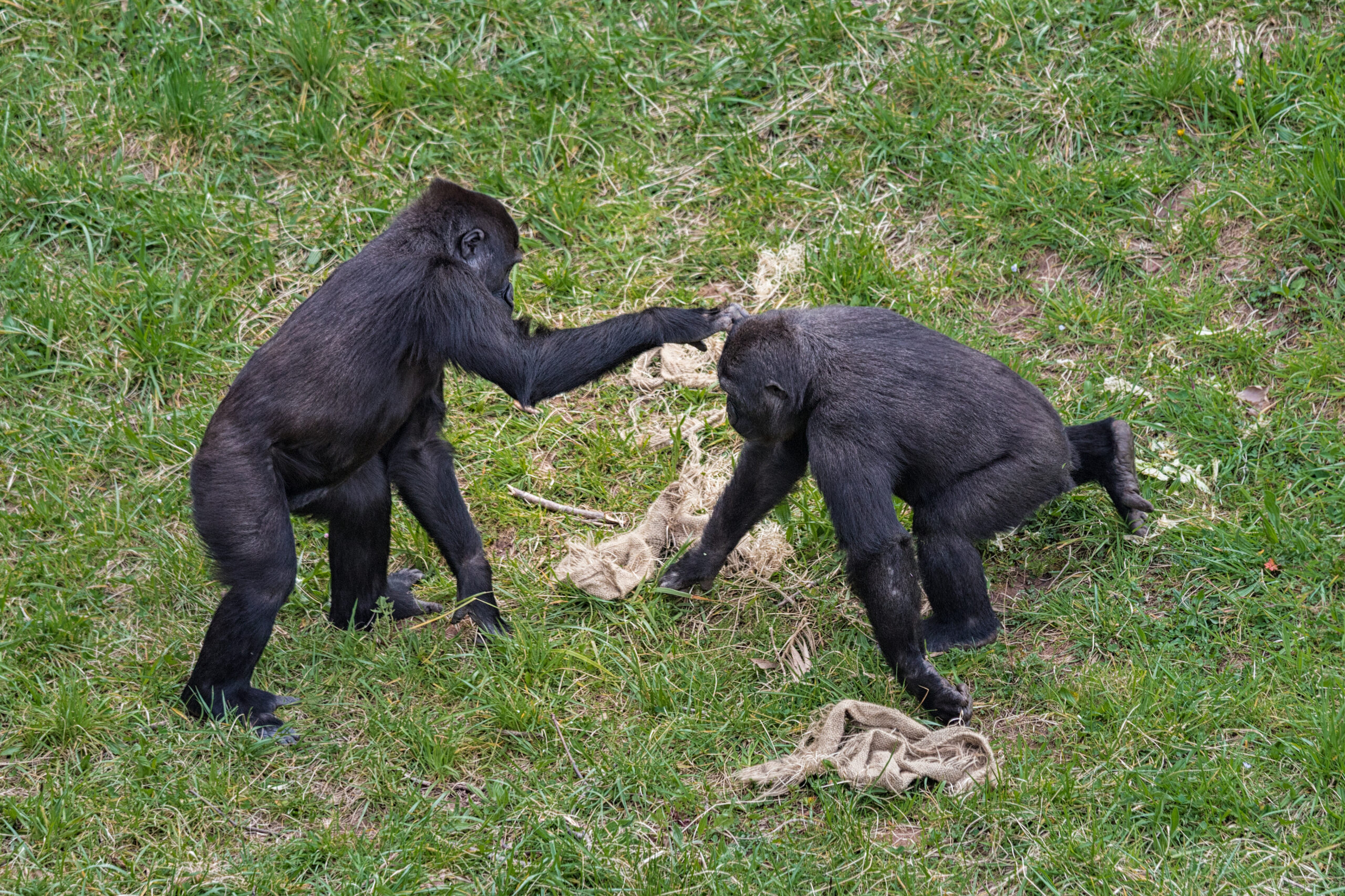 Conflitto tra scimpanzé di Gombe: lotta di potere di 4 anni nelle foreste della Tanzania