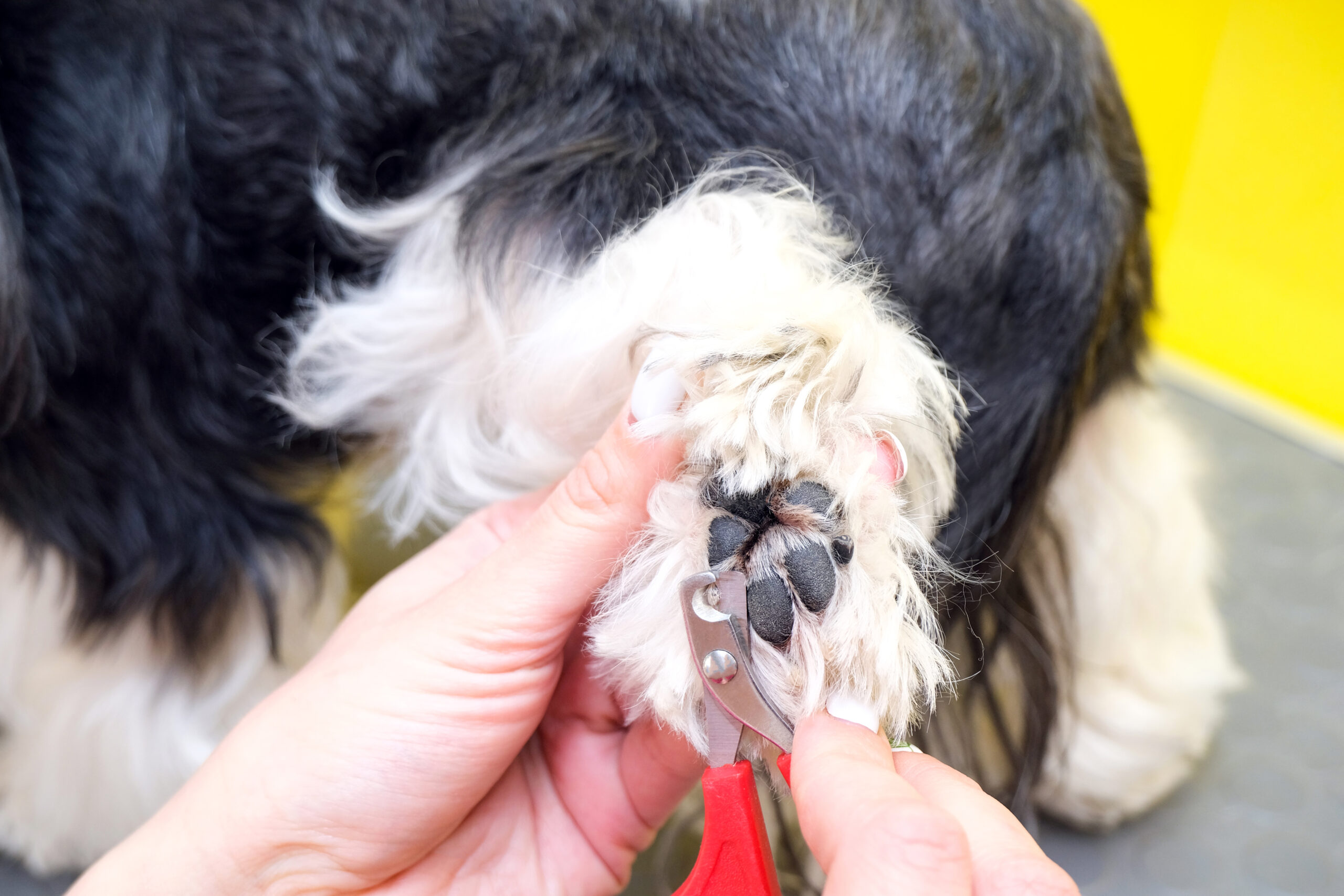 Come rimuovere una zecca da un cane