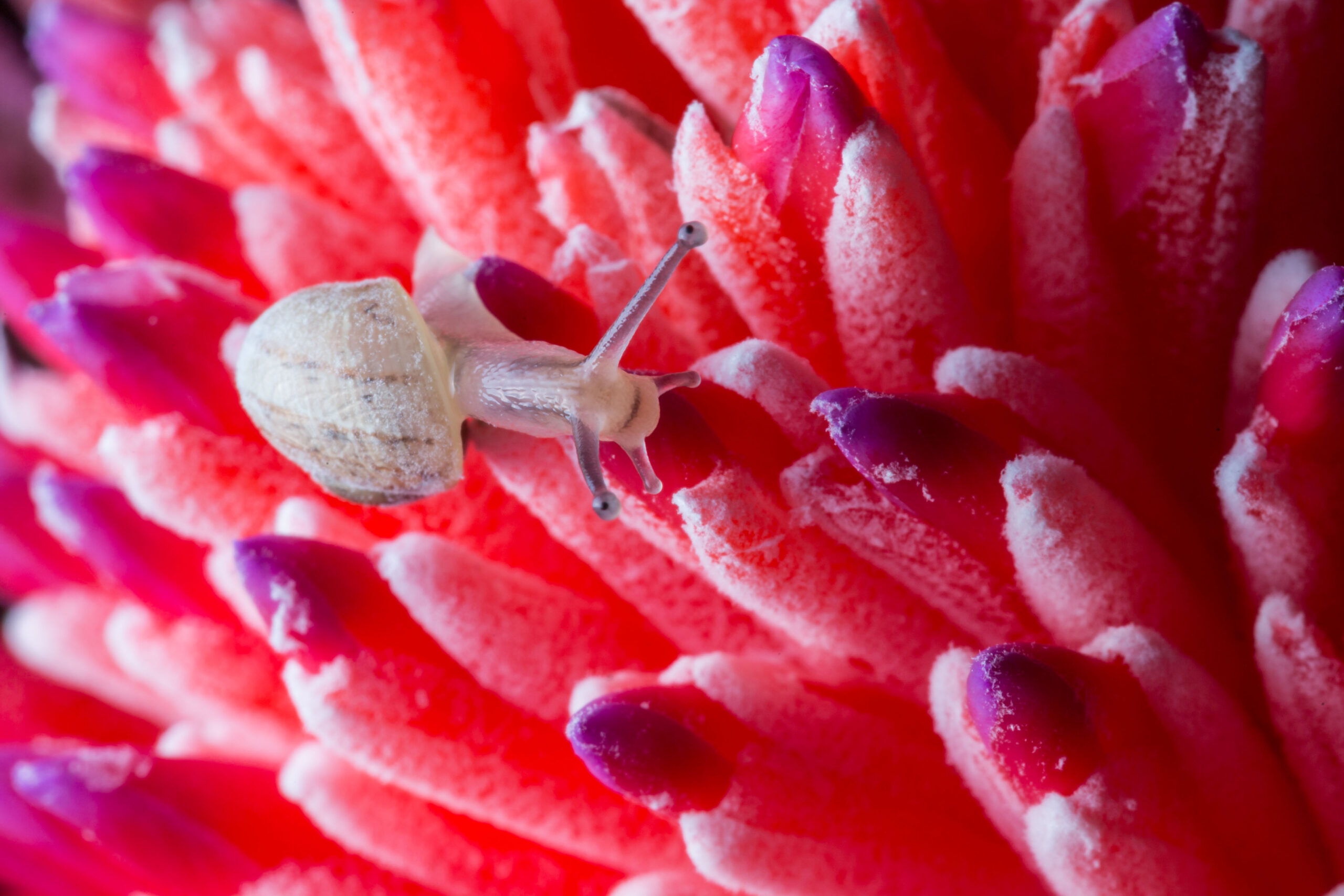 Incontra strawberry claws. Una nuova specie di paguro con chele rosse spettacolari