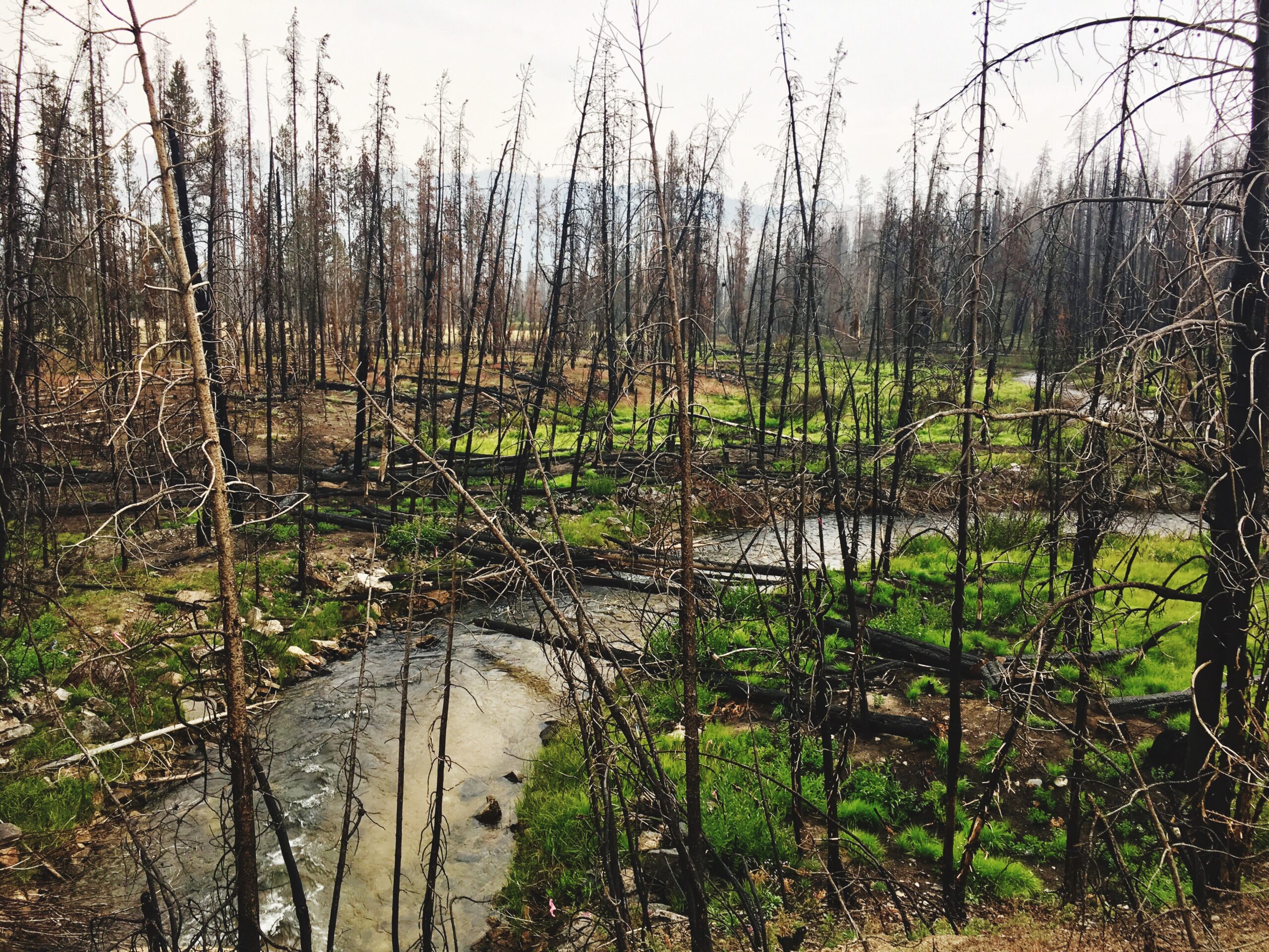 Come il cambiamento climatico potrebbe distruggere due terzi delle foreste pluviali temperate