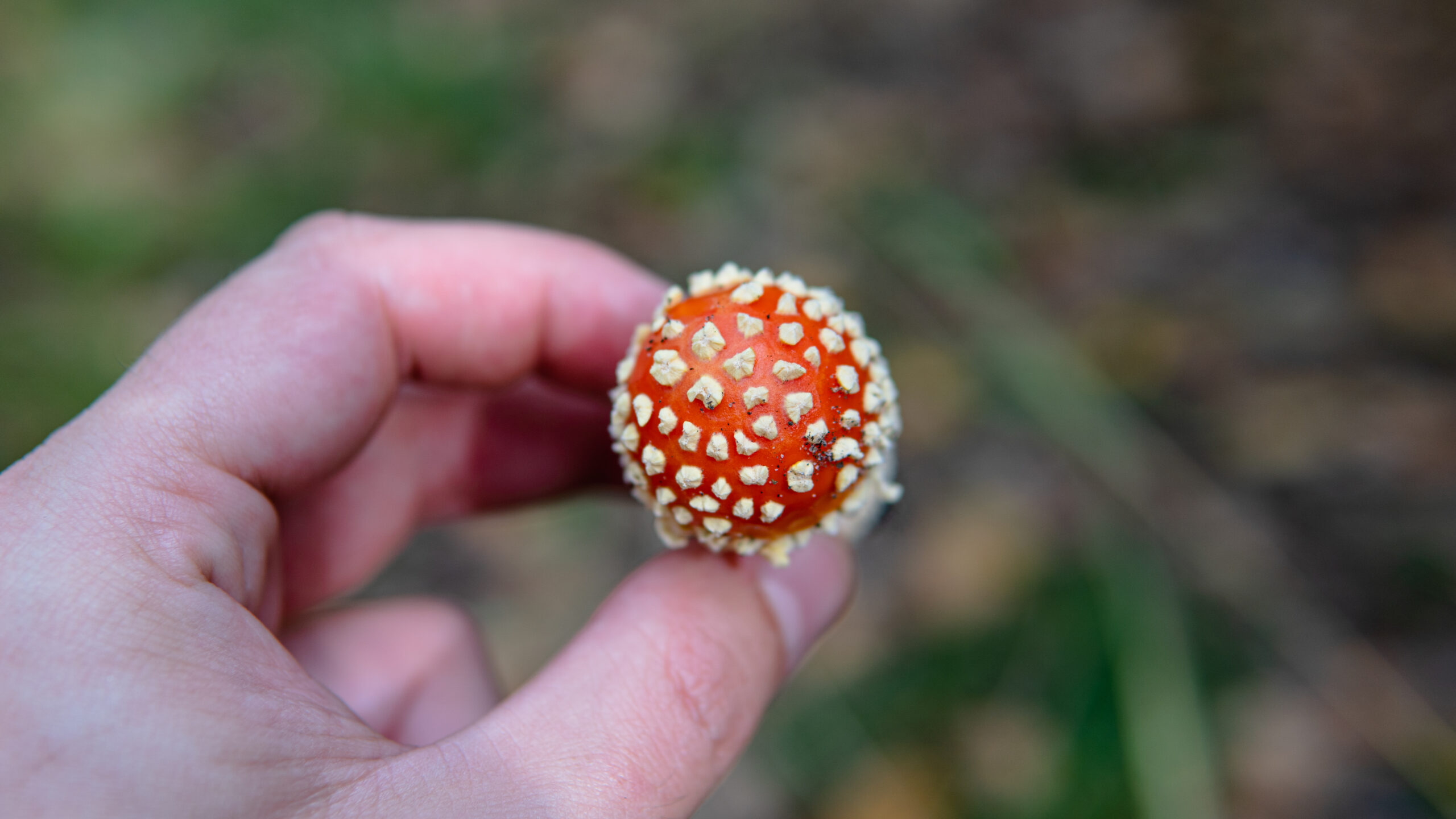 Scoprire l'arma segreta della natura: un fungo che combatte il cancro