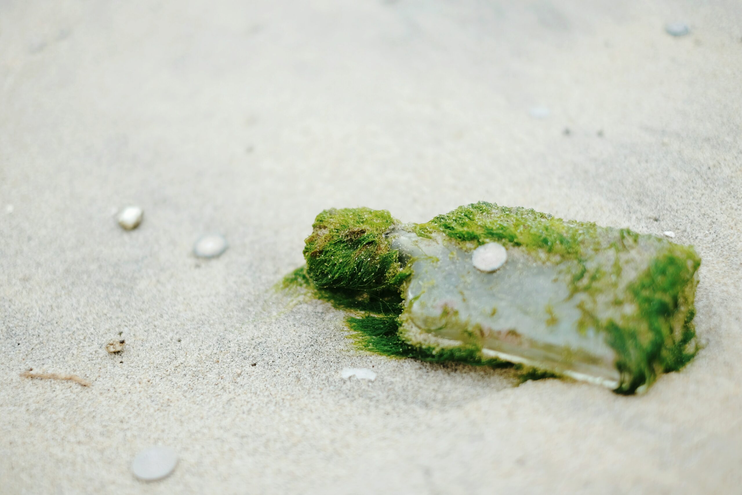 Nuova plastica biodegradabile non lascia rifiuti microplastici nell’acqua di mare