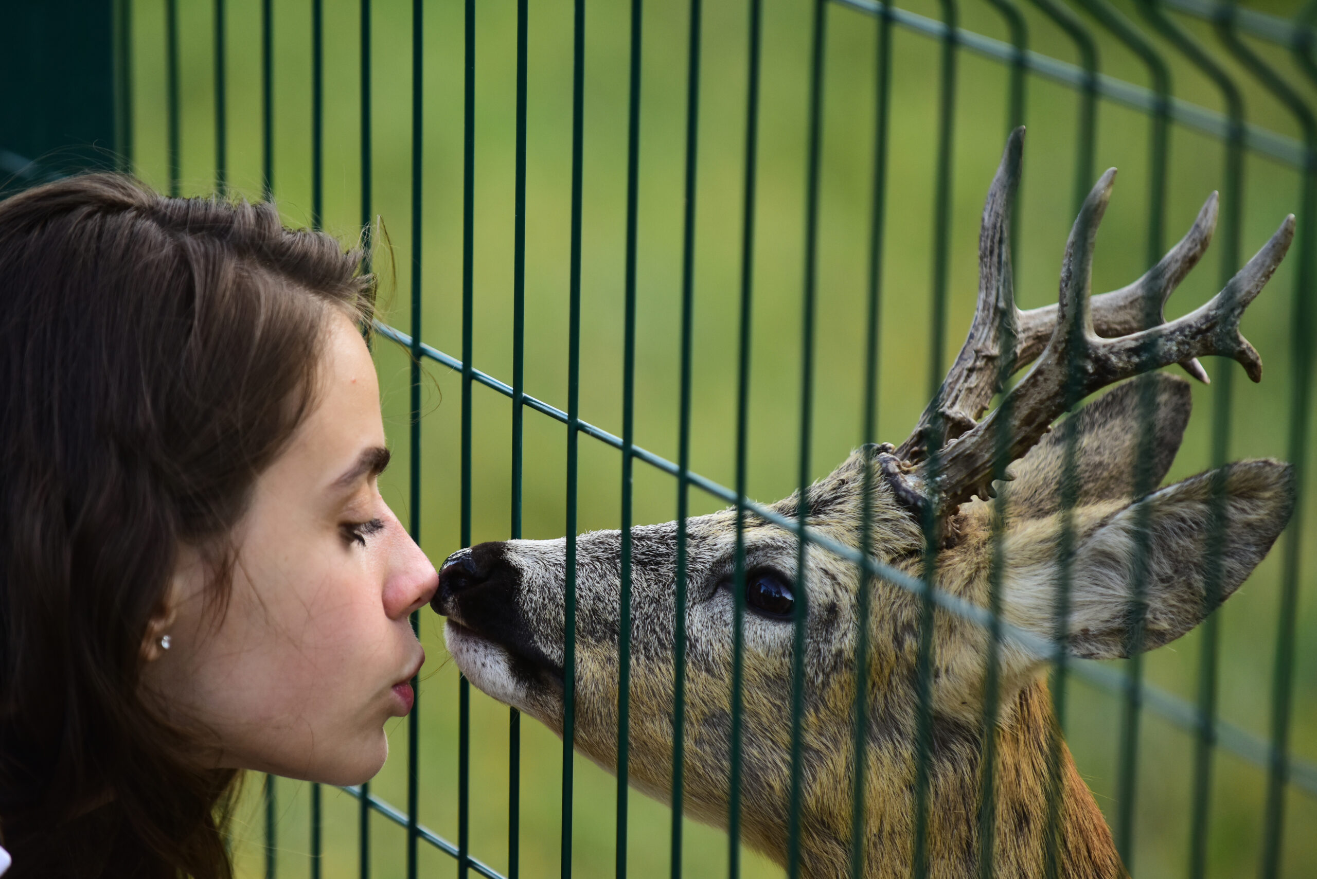 Gli animali selvatici non hanno allergie. Nei zoo la situazione è diversa