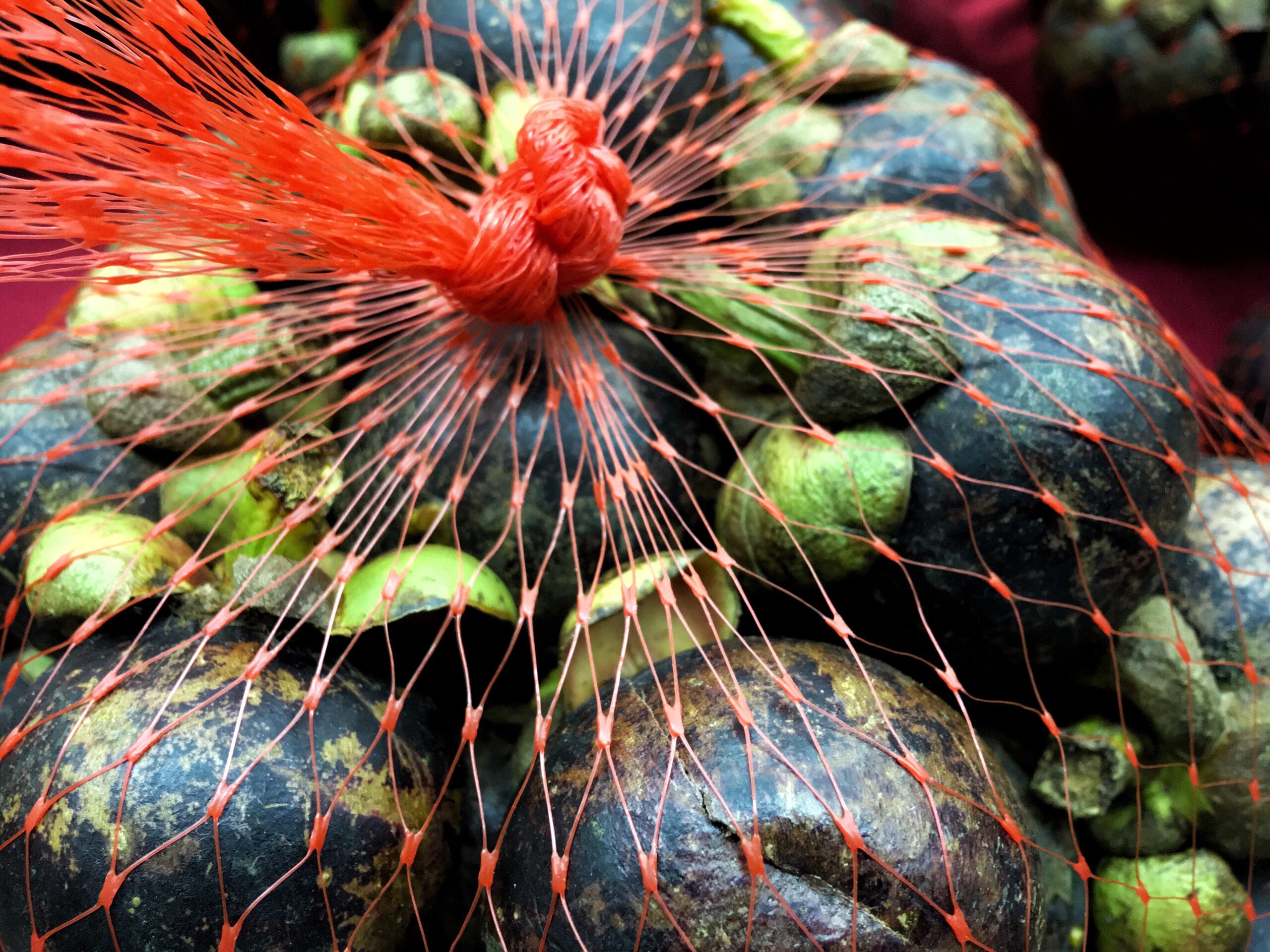 Scoperte dodici nuove specie di punteruoli in Giappone, Malesia, Vietnam e Taiwan