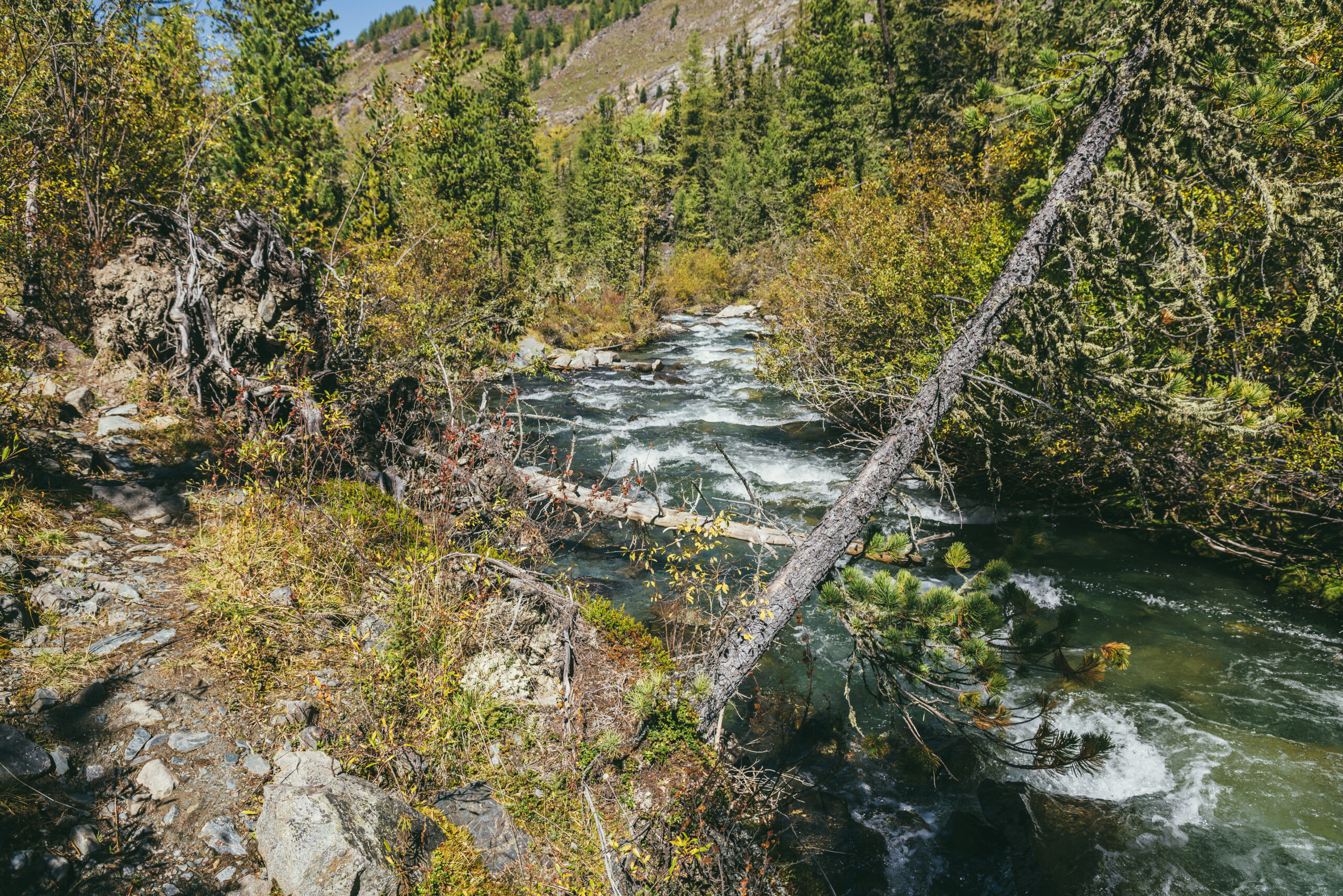 Il habitat delle trote in Alberta si riduce. I torrenti si riscaldano