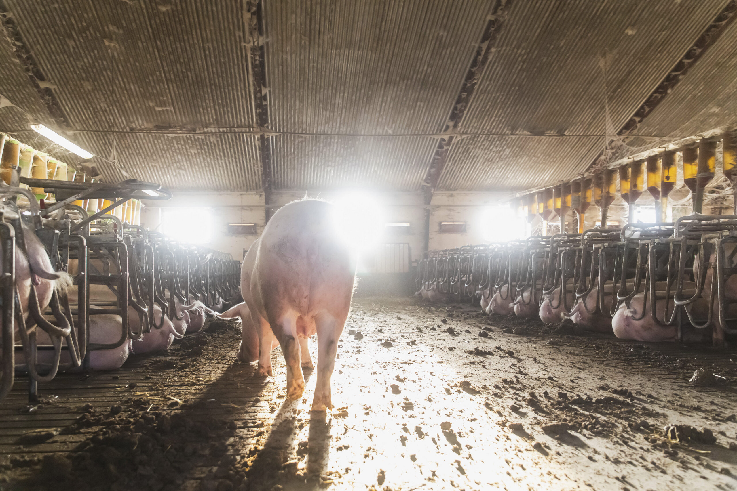 La carne coltivata raggiunge nuove vette. Arriva il maiale coltivato