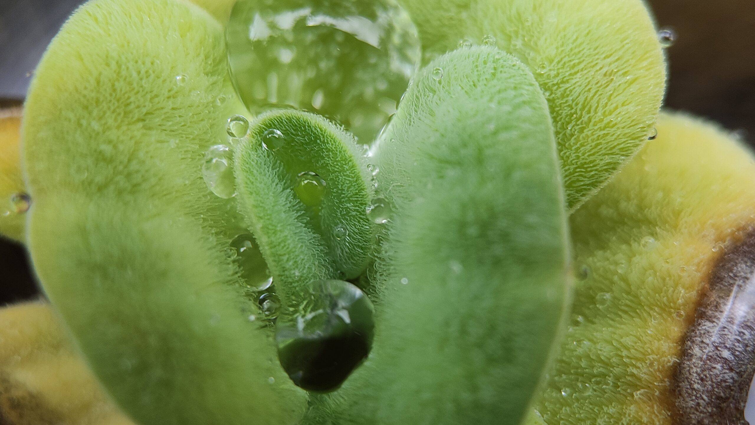 Per la prima volta cloroplasti impiantati permettono fotosintesi nelle cellule animali