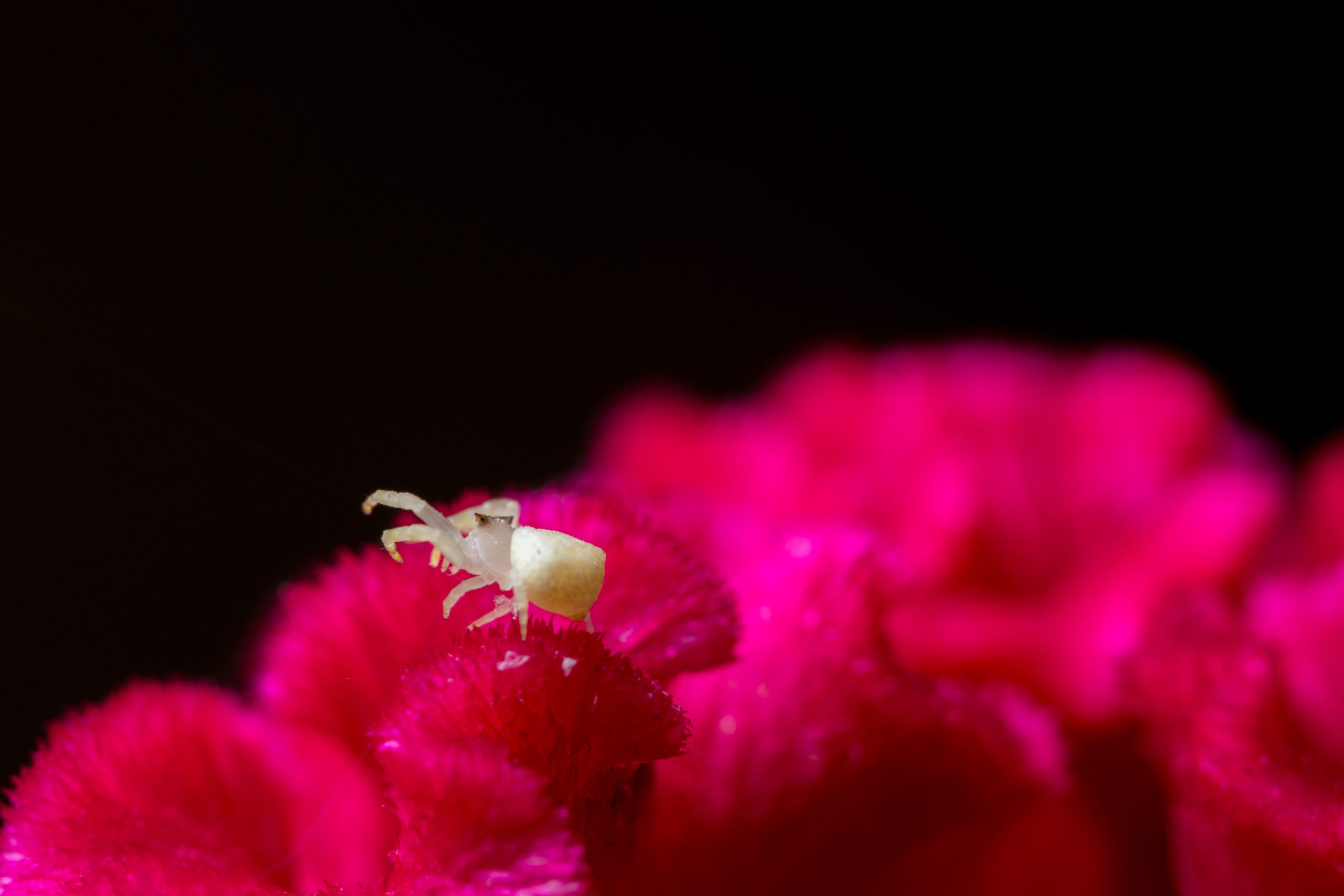 La tarantola pinktoe crea ragnatele di sperma indossando adorabili stivaletti rosa