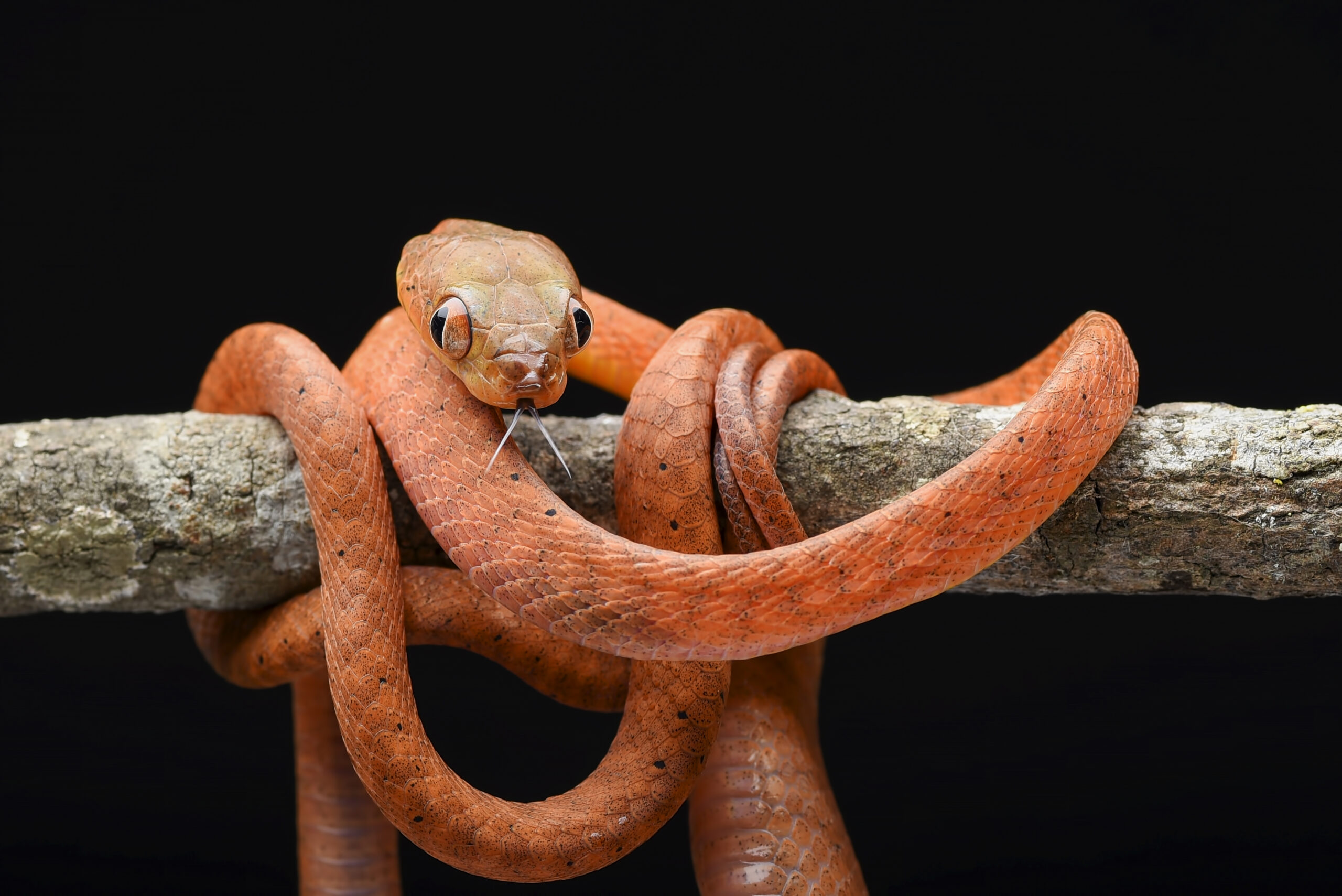 Vipera arancione brillante e scimmia timida tra 742 nuove specie nel bacino del Congo