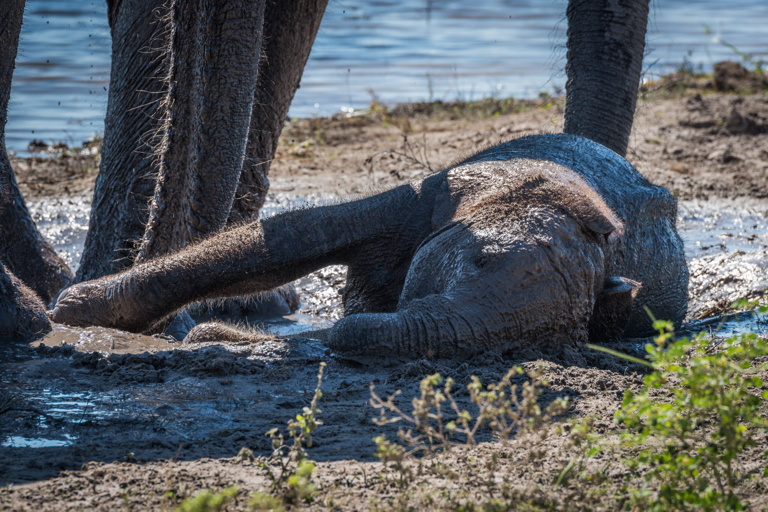 Avvelenamento causato dal clima probabile causa delle 350 morti di elefanti in Botswana