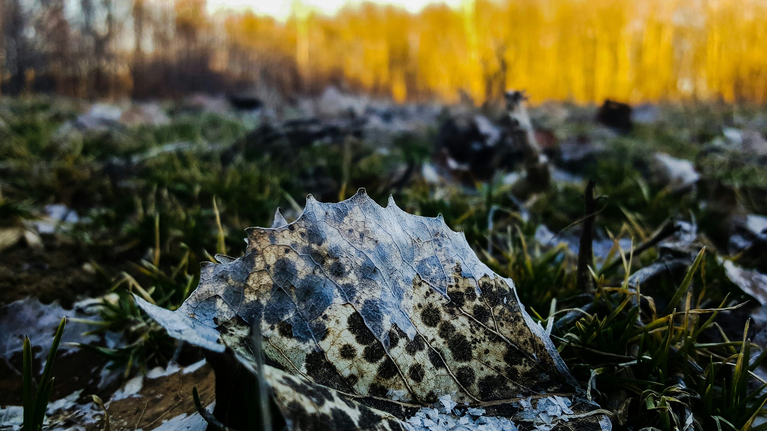 Un asteroide di piccole dimensioni precipita in Siberia