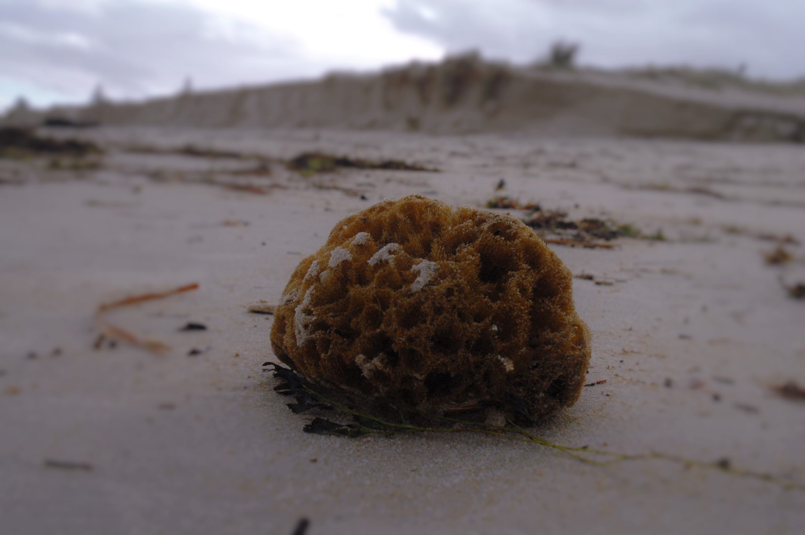 Le feci dei più piccoli organismi oceanici potrebbero contrastare il cambiamento climatico