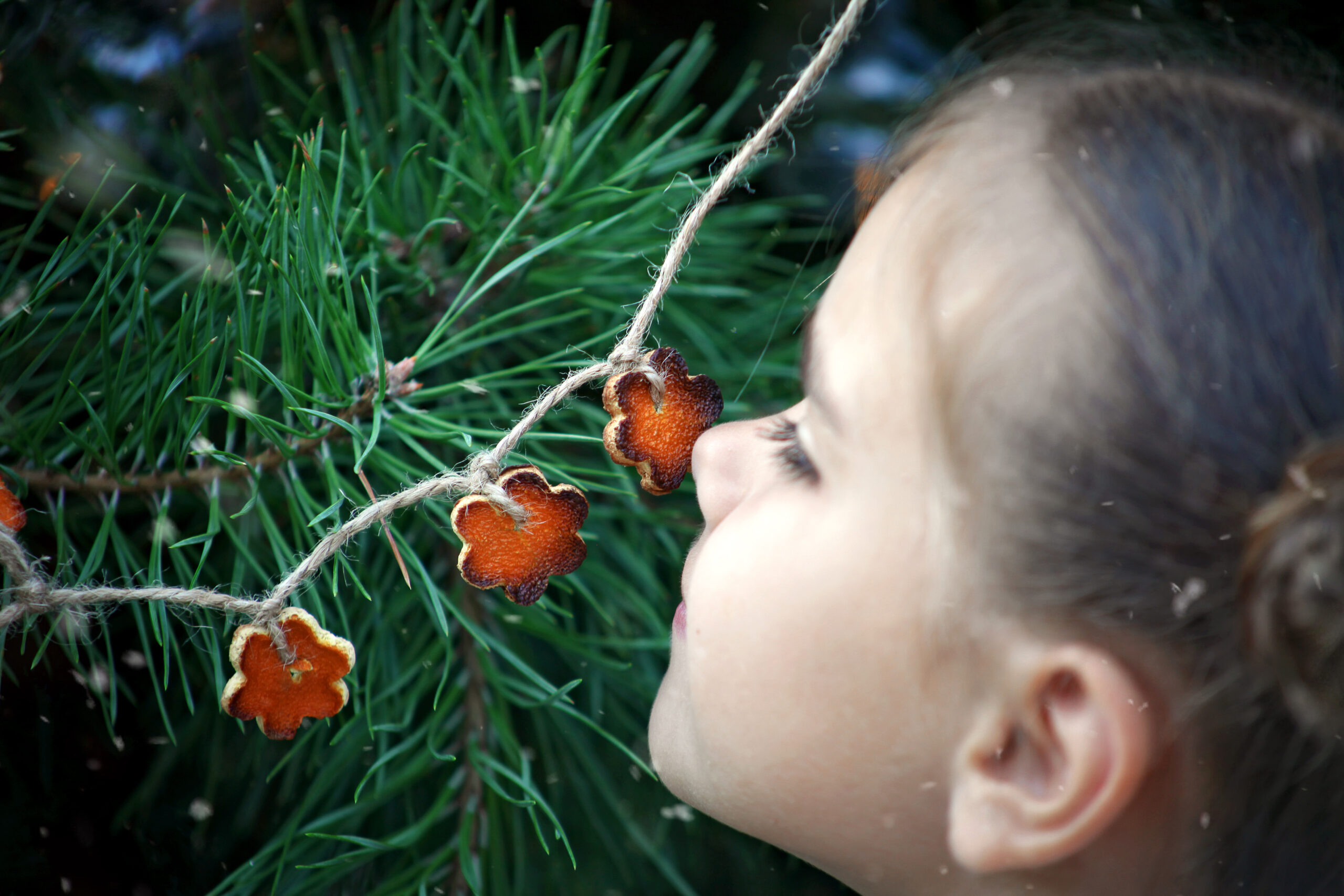 Se trovi escrescenze simili a noci sul tuo albero di Natale. Non portarle dentro