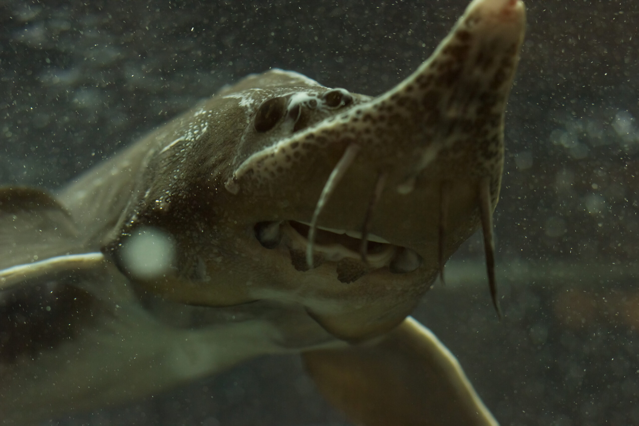 È uno squalo, una razza o una creatura preistorica? Scopri il bowmouth guitarfish