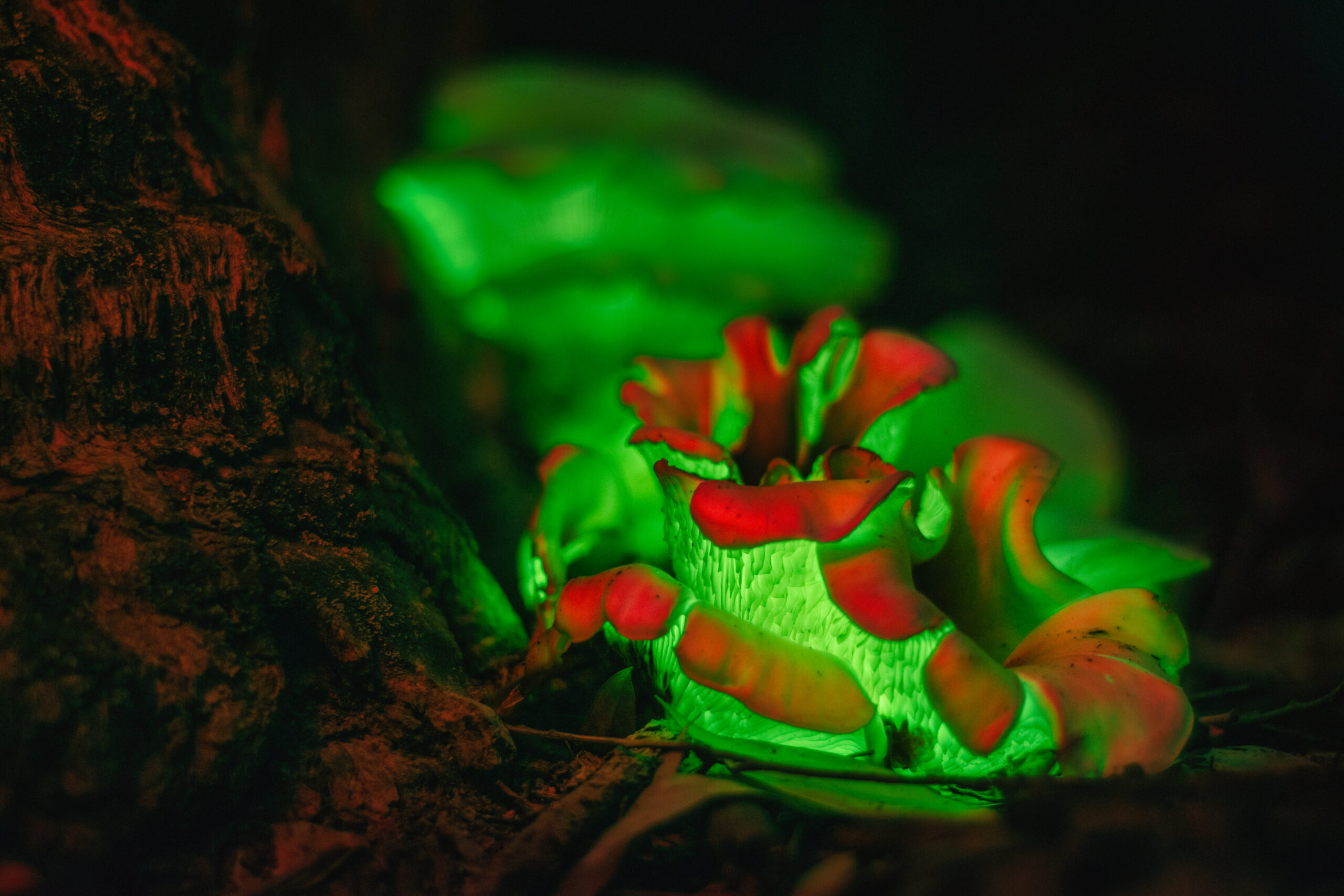 Legno luminoso possibile grazie alla bioluminescenza spettrale di un curioso fungo